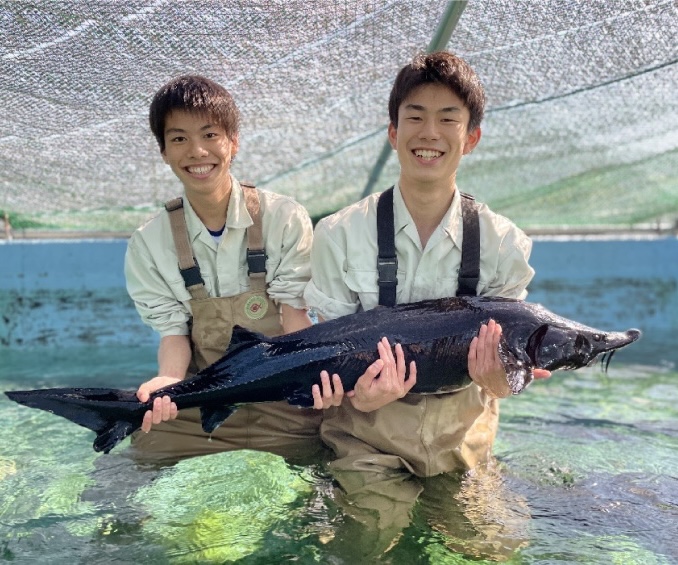 写真:高校生二人が水槽で魚を担ぎ上げている様子